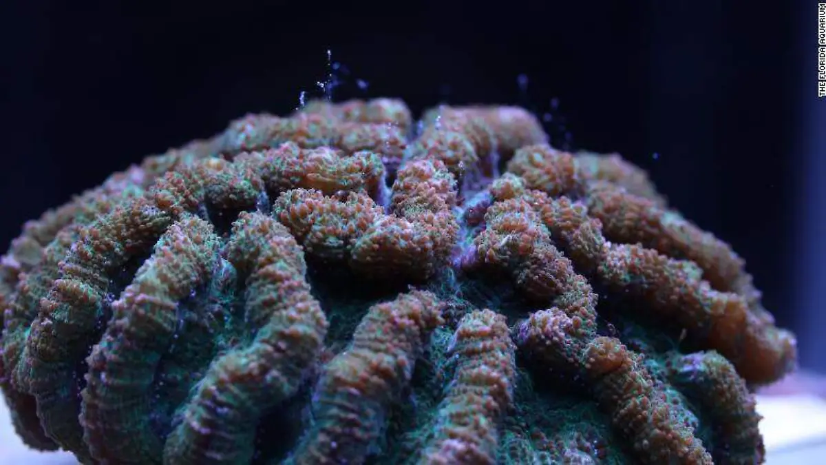 coral acuario florida